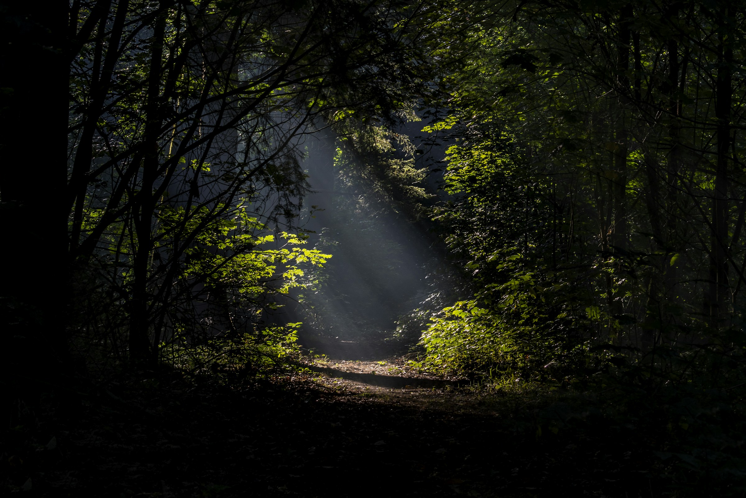 Sunlight filtering through a forest, used to compare LUTs